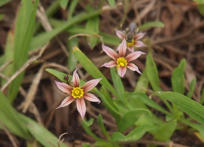 [Top-down view of two six-petaled maroonish-brown flowers with right yellow center cups with short yellow stamen. The petals, pointed at the outer end, have a dark stripe down the center and are also darker near the center yellow portion.]